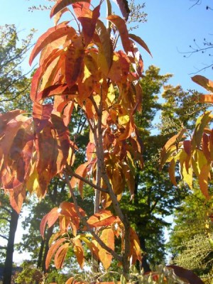Kysloun stromový - podzim Oxydendron arboreum