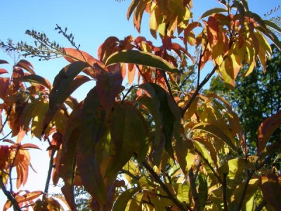 Kysloun stromový - podzim Oxydendron arboreum