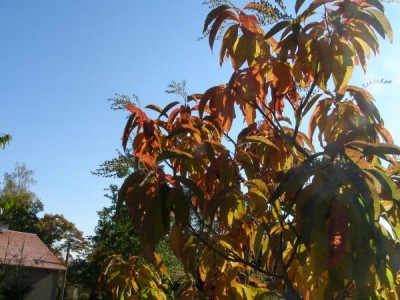 Kysloun stromový - podzim Oxydendron arboreum