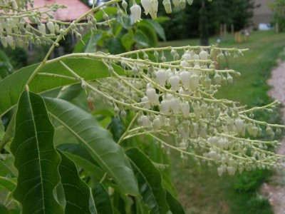 Kysloun stromový Oxydendron arboreum