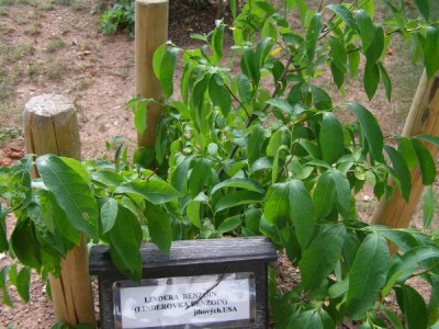 Linderovka benzoin Lindera benzoin