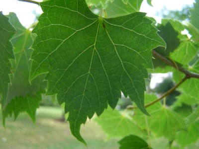 Lípa mongolská Tilia mongolica