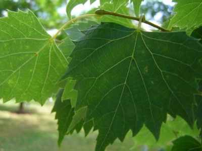 Lípa mongolská Tilia mongolica