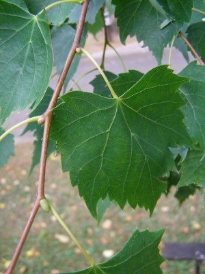Lípa mongolská Tilia mongolica