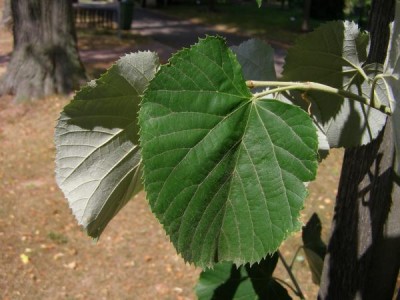 Lípa stříbrná Tilia tomentosa