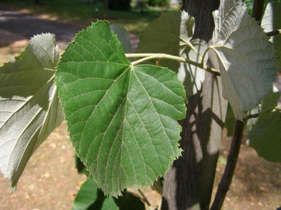 Lípa stříbrná Tilia tomentosa