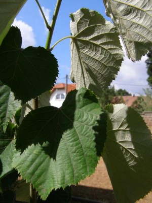 Lípa stříbrná Tilia tomentosa