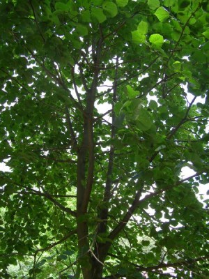 Lípa velkolistá Tilia platyphyllos´ Fastigiata´