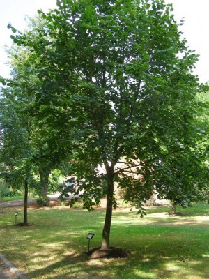 Lípa velkolistá Tilia platyphyllos´ Fastigiata´