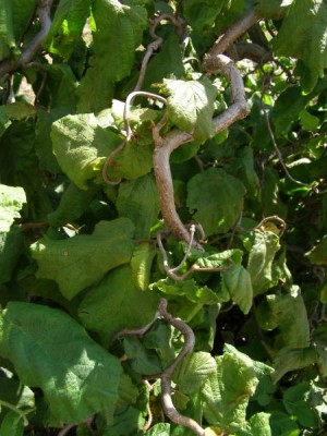Líska obecná Corylus avellana ´Contorta´
