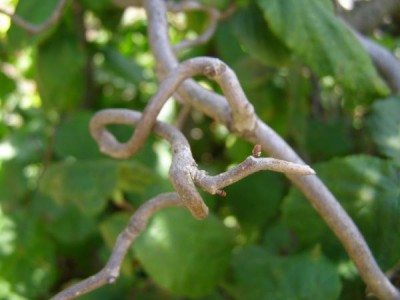  Líska obecná Corylus avellana ´Contorta´