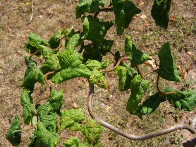 Líska obecná Corylus avellana ´Contorta´