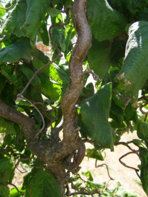  Líska obecná Corylus avellana ´Contorta´