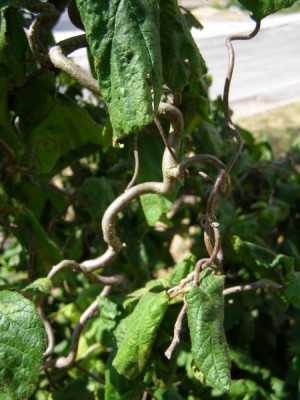 Líska obecná Corylus avellana ´Contorta´