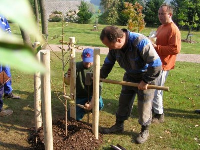 Magnolie, šacholán opakvejčitý - výsadba podzim 2006 Magnolia obovata