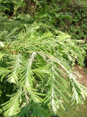 Metasekvoje čínská  Metasequoia glyptostroboides ´White´