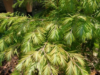 Metasekvoje čínská  Metasequoia glyptostroboides ´Maithaie´
