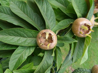 Mišpule německá Mespilus germanica