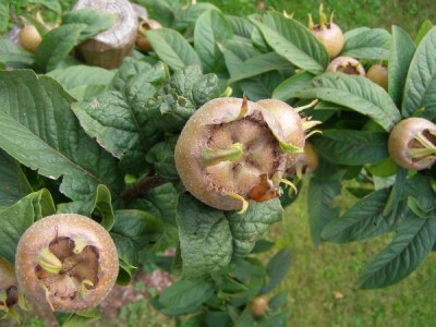 Mišpule německá Mespilus germanica