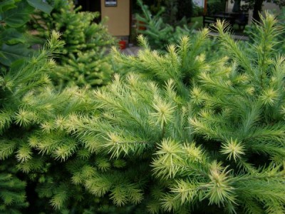 Modřín japonský Larix leptolepis ´Gray pearl´
