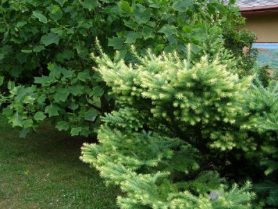 Modřín japonský Larix leptolepis ´Gray pearl´