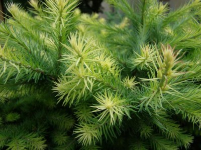 Modřín japonský Larix leptolepis ´Gray pearl´