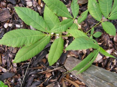 Ořechovec vejčitý, hikorie Carya ovata