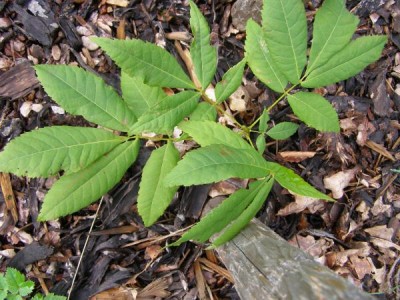 Ořechovec vejčitý, hikorie Carya ovata