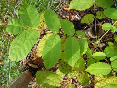 Ořešák popelavý Juglans cinerea