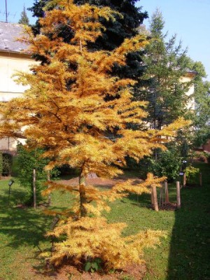 Pamodřín půvabný, na podzim Pseudolarix amabilis