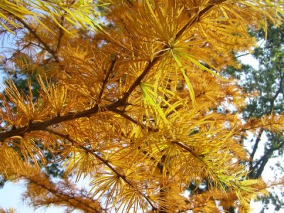 Pamodřín půvabný, na podzim Pseudolarix amabilis