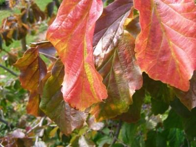 Parocie perská - podzim Parrotia persica