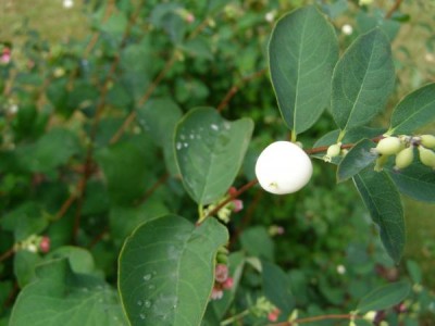 Pámelník hroznatý Symphoricarpos albus