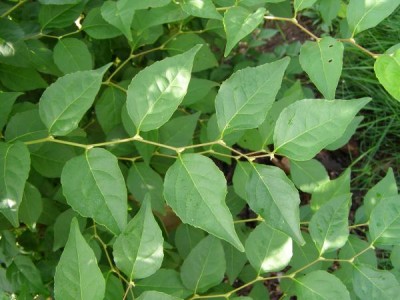 Sturač japonský Styrax japonica