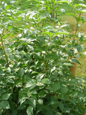 Sturač japonský Styrax japonica
