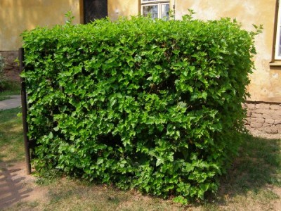 Tavola kalinolistá  Physocarpus opulifolius ´Spirea opulifolia´