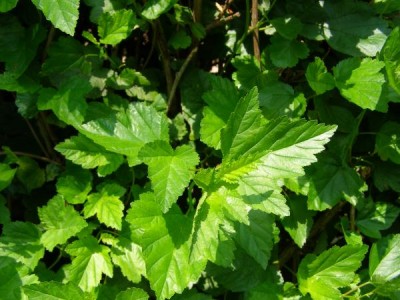 Tavola kalinolistá  Physocarpus opulifolius ´Spirea opulifolia´