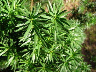 Tis japonský Taxus cuspidata