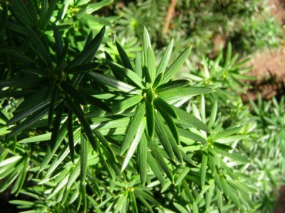 Tis japonský Taxus cuspidata