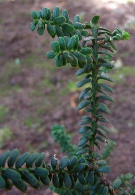 Tis červený Taxus baccata´Amersfort´