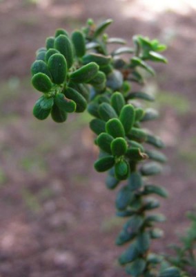  Tis červený Taxus baccata ´Amersfort´