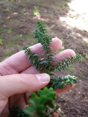  Tis červený Taxus baccata ´Amersfort´