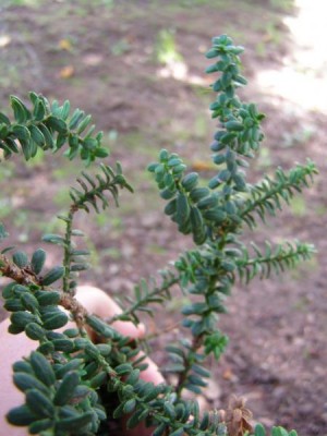 Tis červený Taxus baccata ´Amersfort´