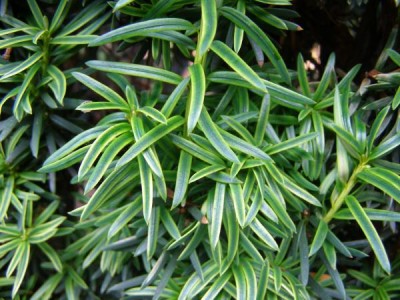 Tis červený Taxus baccata ´Aurea´