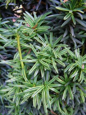 Tis červený Taxus baccata  ´Aurea´