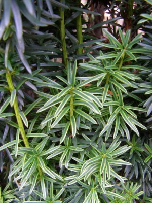 Tis červený Taxus baccata ´Aurea´