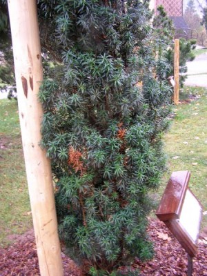 Tis červený Taxus baccata ´Fastigiata´