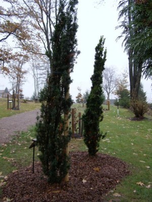 Tis červený Taxus baccata ´Fastigiata´