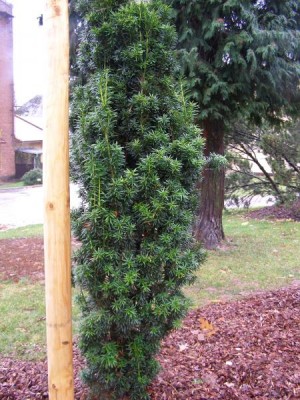 Tis červený Taxus baccata ´Fastigiata´