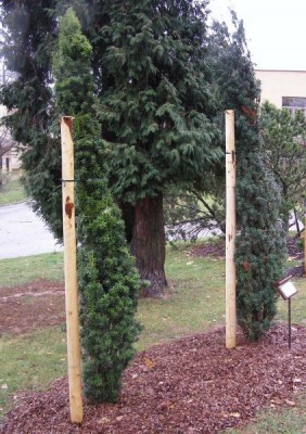 Tis červený Taxus baccata ´Fastigiata´